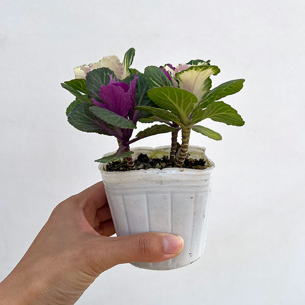 ハボタン(葉牡丹):プラチナケール クリスタル デュエット寄せ植え3号ポット