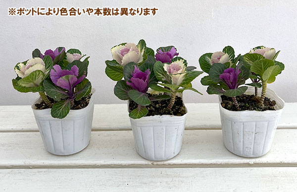 ハボタン(葉牡丹):プラチナケール クリスタル デュエット寄せ植え3号ポット