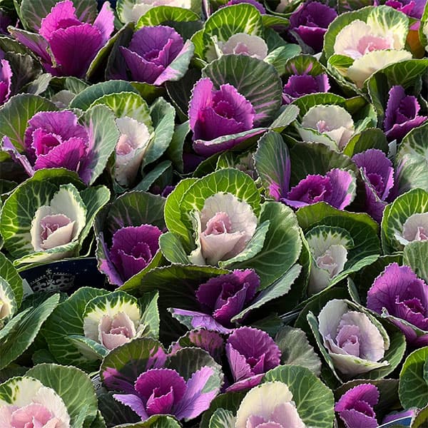 ハボタン(葉牡丹):プラチナケール クリスタル デュエット寄せ植え3号ポット