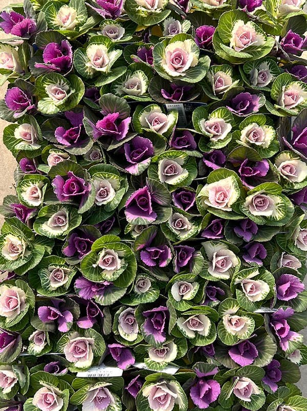 ハボタン(葉牡丹):プラチナケール クリスタル デュエット寄せ植え3号ポット