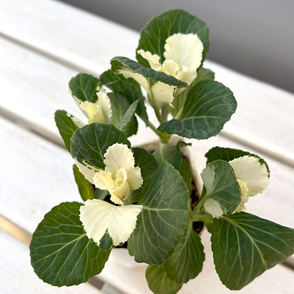 ハボタン：ピュアノエル・ブーケ3号ポット