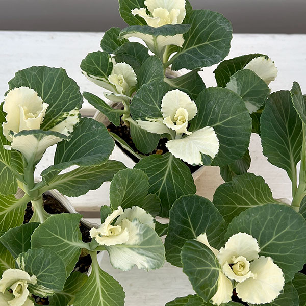 ハボタン：ピュアノエル・ブーケ3号ポット