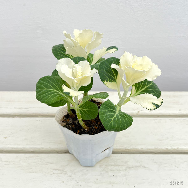 ハボタン：ピュアノエル・ブーケ3号ポット