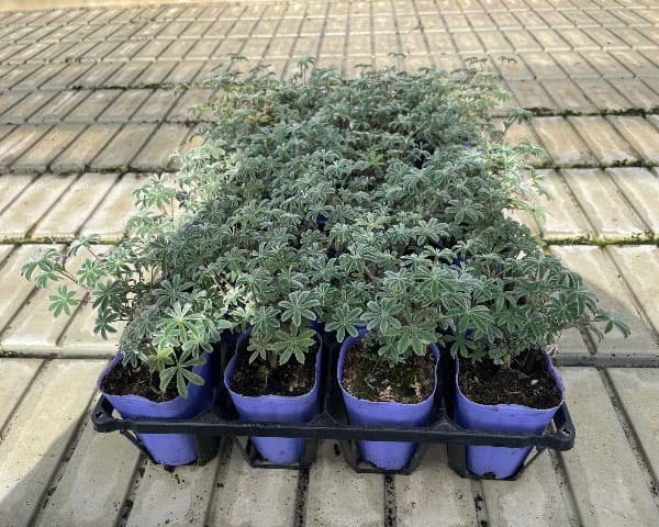 ルピナス シルバーフリース2.5号ポット