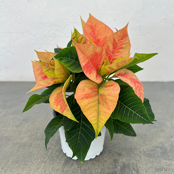 ポインセチア：ピーチ3号ポット