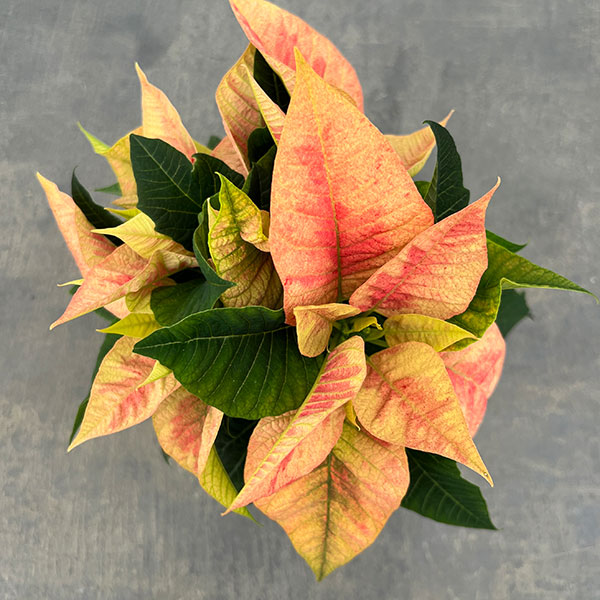 ポインセチア：ピーチ3号ポット