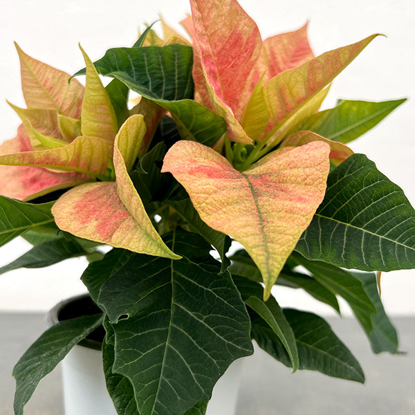 ポインセチア：ピーチ3号ポット