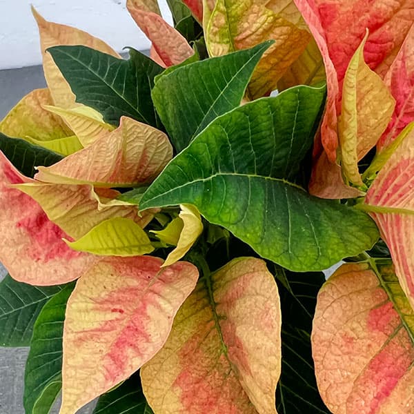 ポインセチア：ピーチ3号ポット