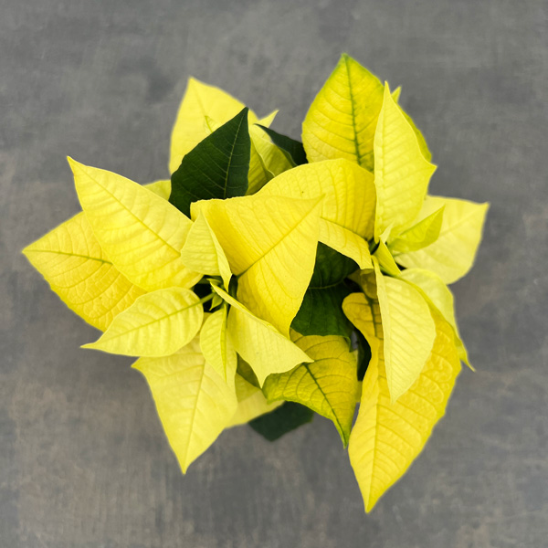 ポインセチア：イエロー系3号ポット