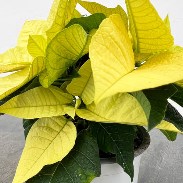 ポインセチア：イエロー系3号ポット