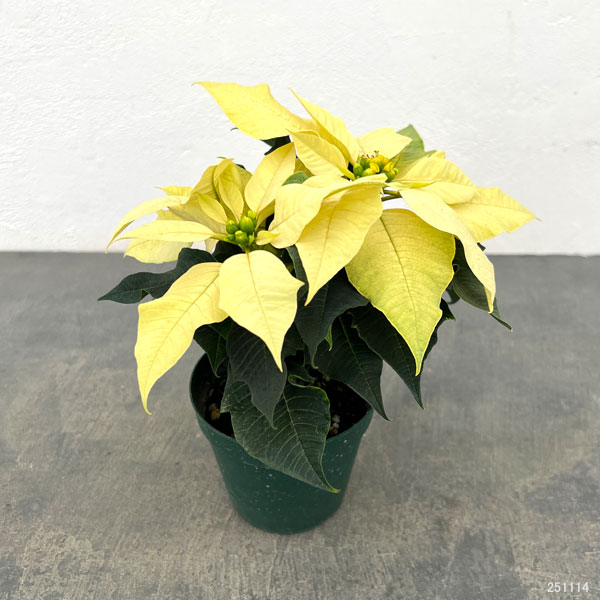 ポインセチア：イエロー系3号ポット