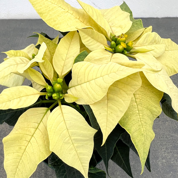 ポインセチア：イエロー系3号ポット