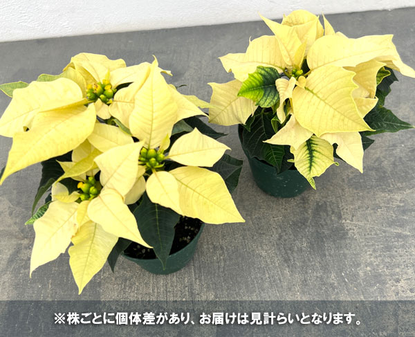 ポインセチア：イエロー系3号ポット