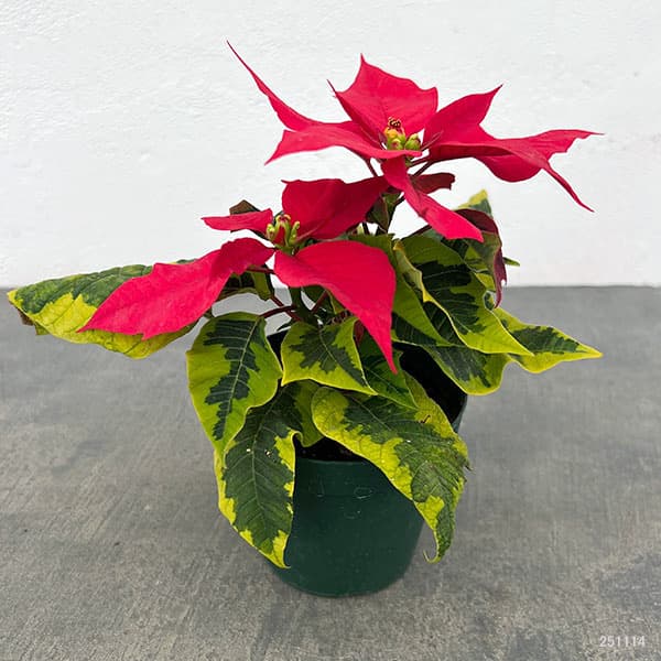 ポインセチア：レッド（斑入葉）3号ポット