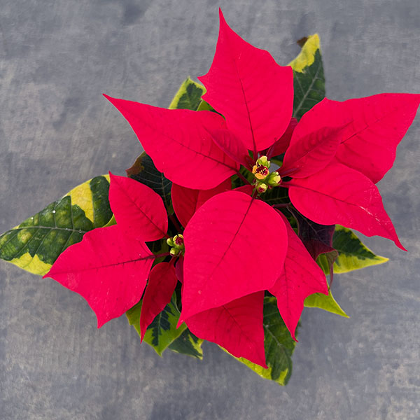 ポインセチア：レッド（斑入葉）3号ポット