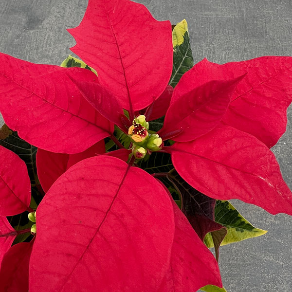 ポインセチア：レッド（斑入葉）3号ポット