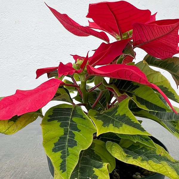 ポインセチア：レッド（斑入葉）3号ポット