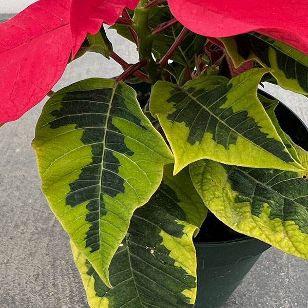 ポインセチア：レッド（斑入葉）3号ポット
