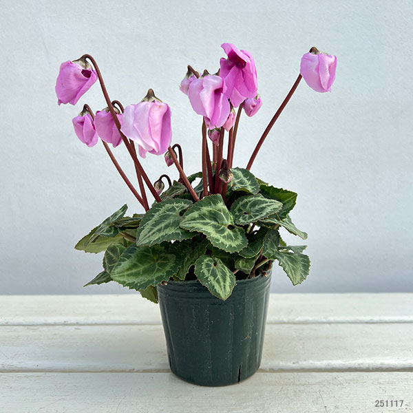 シクラメン：ウィンターベル・ピンク3号ポット