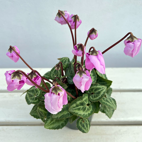 シクラメン：ウィンターベル・ピンク3号ポット