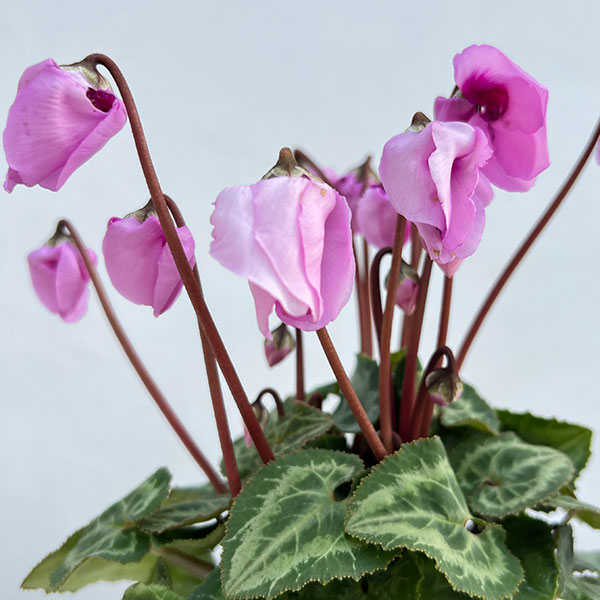 シクラメン：ウィンターベル・ピンク3号ポット