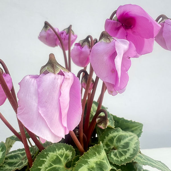 シクラメン：ウィンターベル・ピンク3号ポット