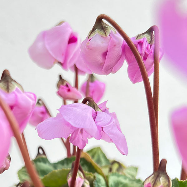 シクラメン：ウィンターベル・ピンク3号ポット