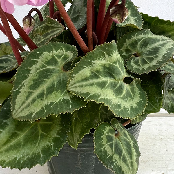 シクラメン：ウィンターベル・ピンク3号ポット