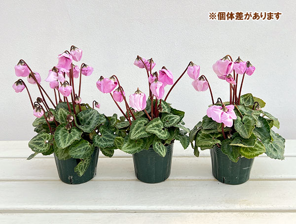 シクラメン：ウィンターベル・ピンク3号ポット