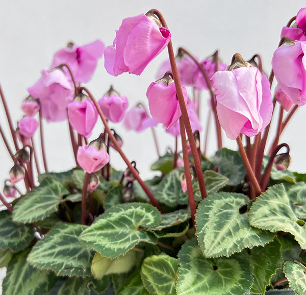 シクラメン：ウィンターベル・ピンク3号ポット