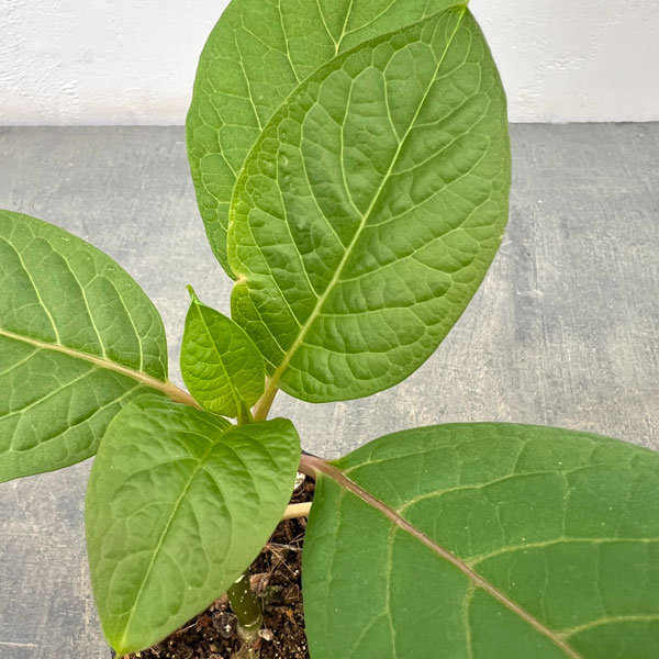 オンブー(実生苗)3号ポット