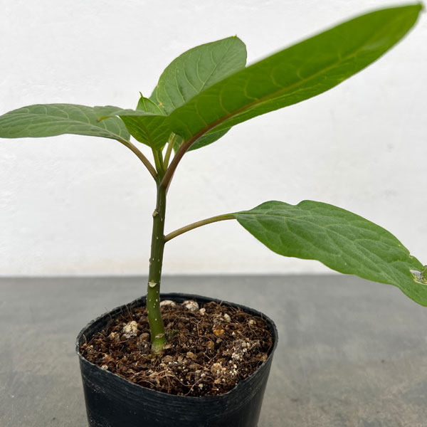 オンブー(実生苗)3号ポット