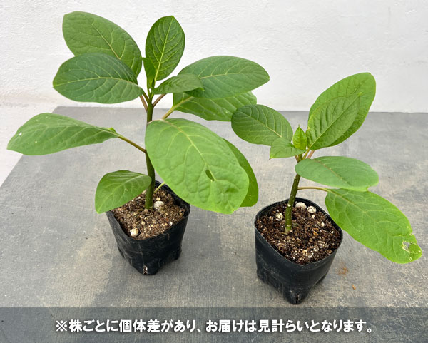 オンブー(実生苗)3号ポット