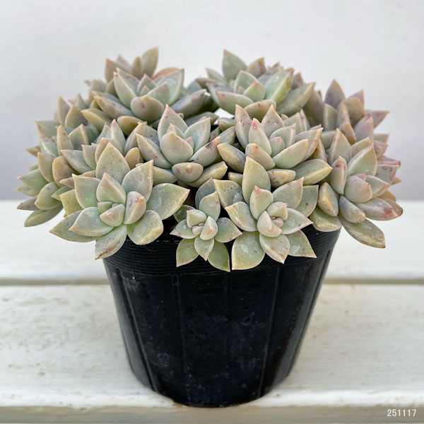 グラプトベリア:薄氷(ハクヒョウ)3.5号ポット