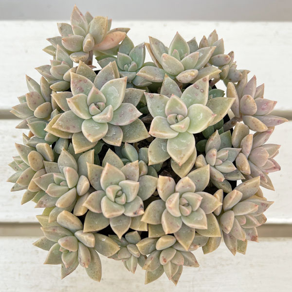 グラプトベリア:薄氷(ハクヒョウ)3.5号ポット