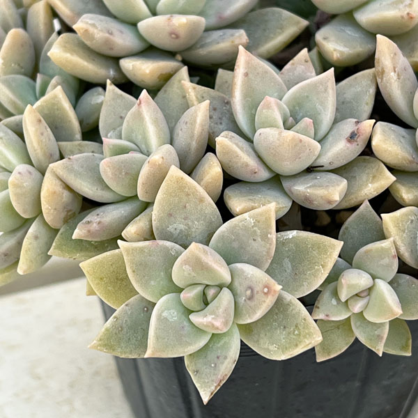 グラプトベリア:薄氷(ハクヒョウ)3.5号ポット