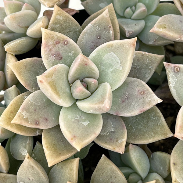 グラプトベリア:薄氷(ハクヒョウ)3.5号ポット