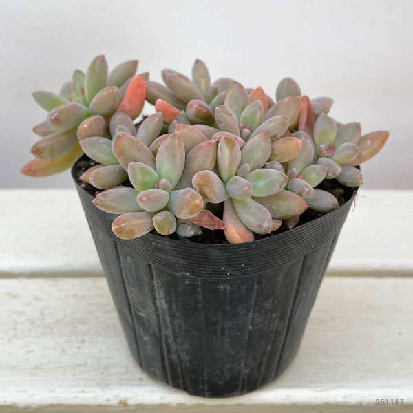 グラプトペタルム:秋麗(しゅうれい)3.5号ポット