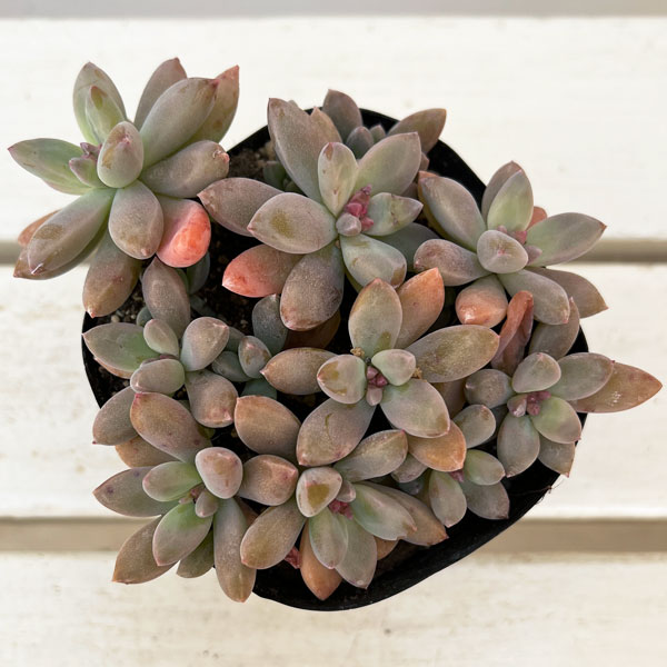 グラプトペタルム:秋麗(しゅうれい)3.5号ポット