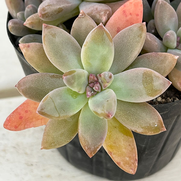 グラプトペタルム:秋麗(しゅうれい)3.5号ポット