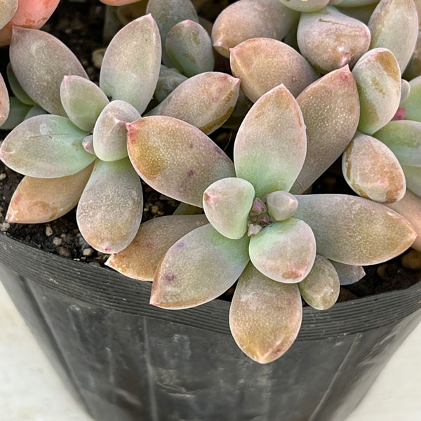 グラプトペタルム:秋麗(しゅうれい)3.5号ポット