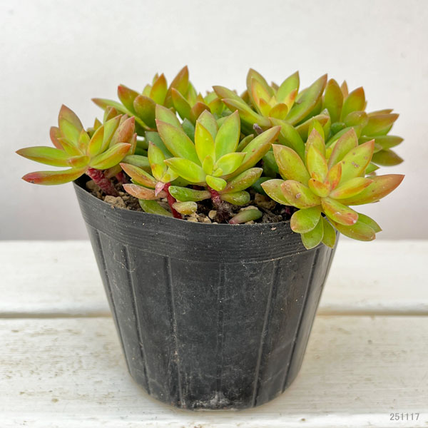 セダム:サンライズマム 3.5号ポット