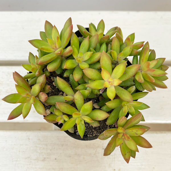 セダム:サンライズマム 3.5号ポット