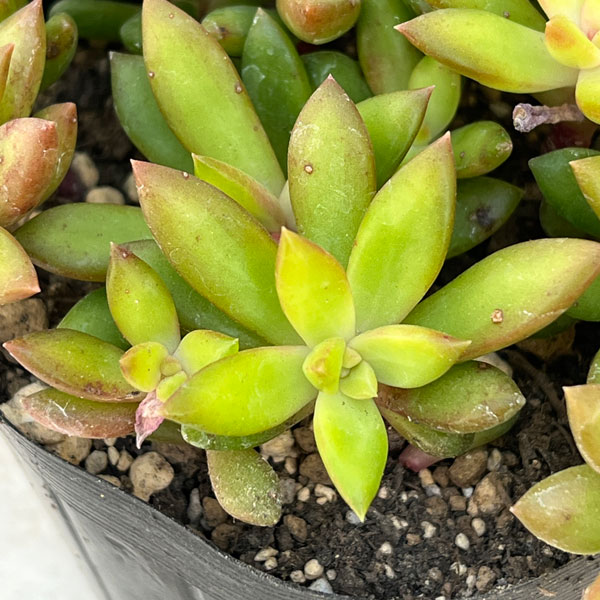 セダム:サンライズマム 3.5号ポット