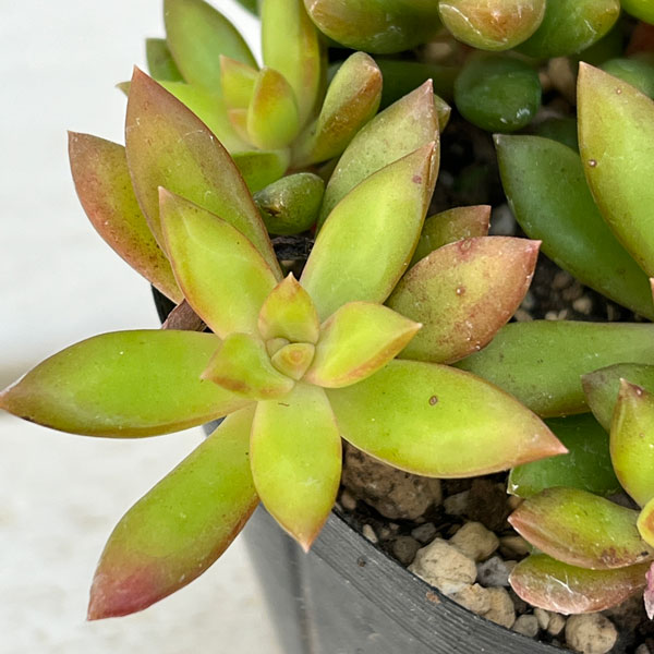 セダム:サンライズマム 3.5号ポット