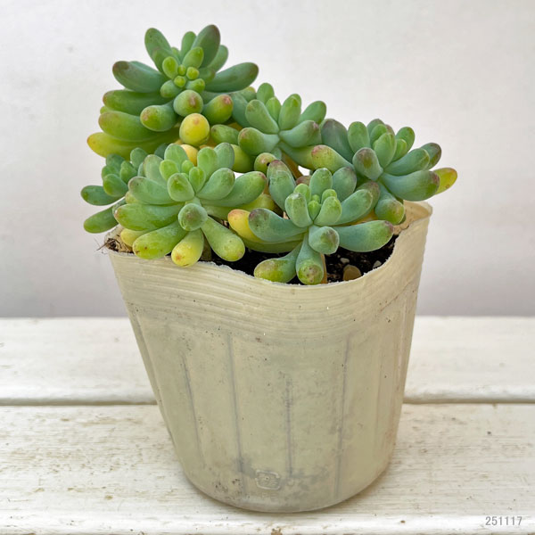 セダム:乙女心(おとめごころ)3.5号ポット