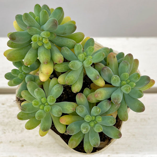 セダム:乙女心(おとめごころ)3.5号ポット