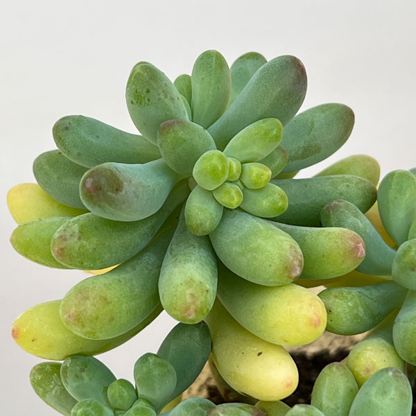 セダム:乙女心(おとめごころ)3.5号ポット