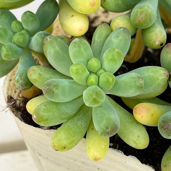 セダム:乙女心(おとめごころ)3.5号ポット