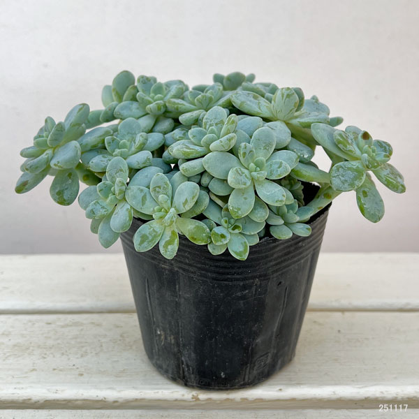 セダム：オーロラブルー 3.5号ポット